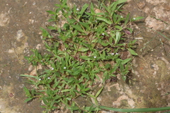 Oldenlandia pumila